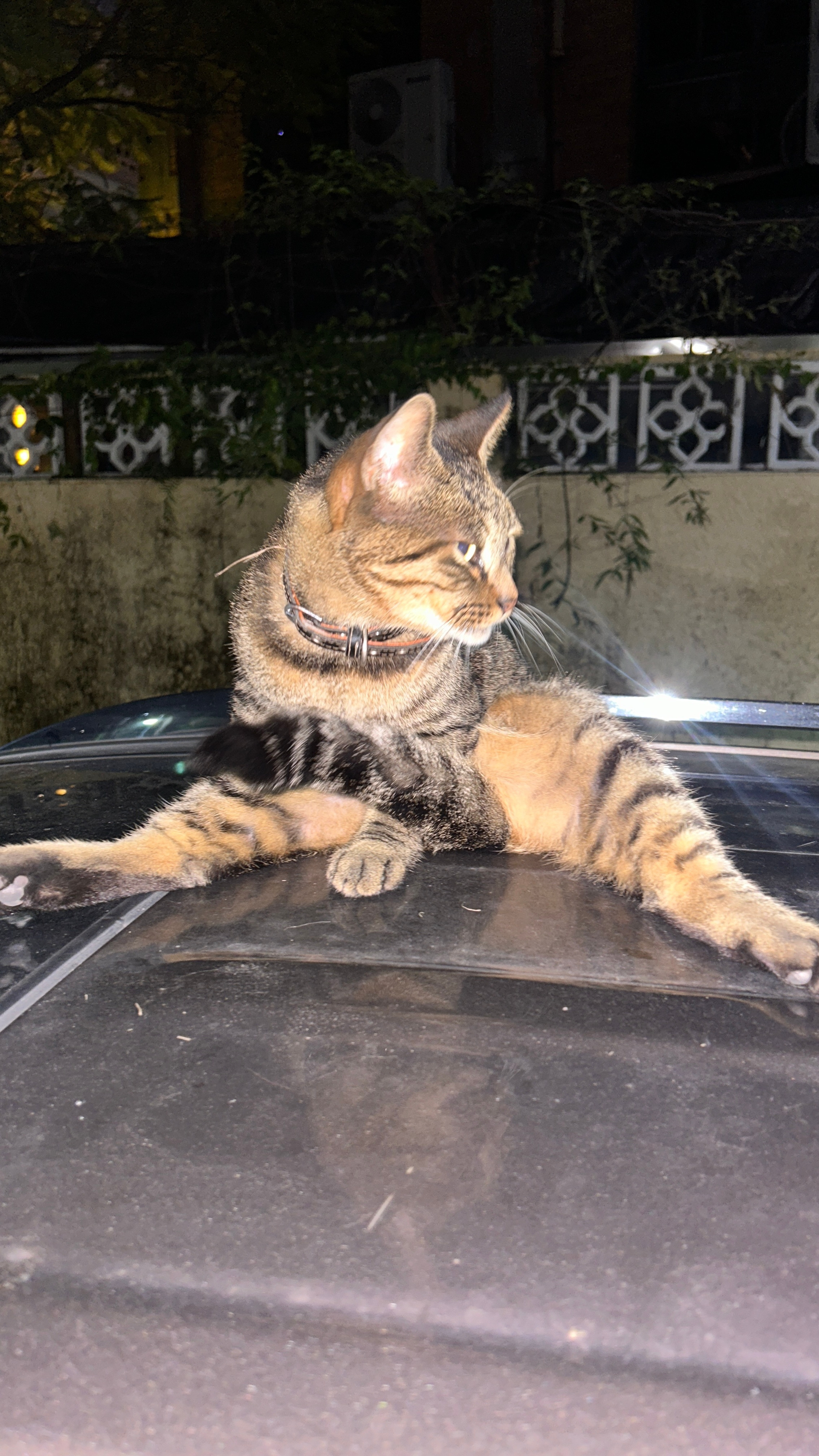 什么雷霆猫