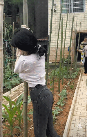 种菜我也不太懂，豆角伴需要這么粗的竹子吗?[捂脸哭]