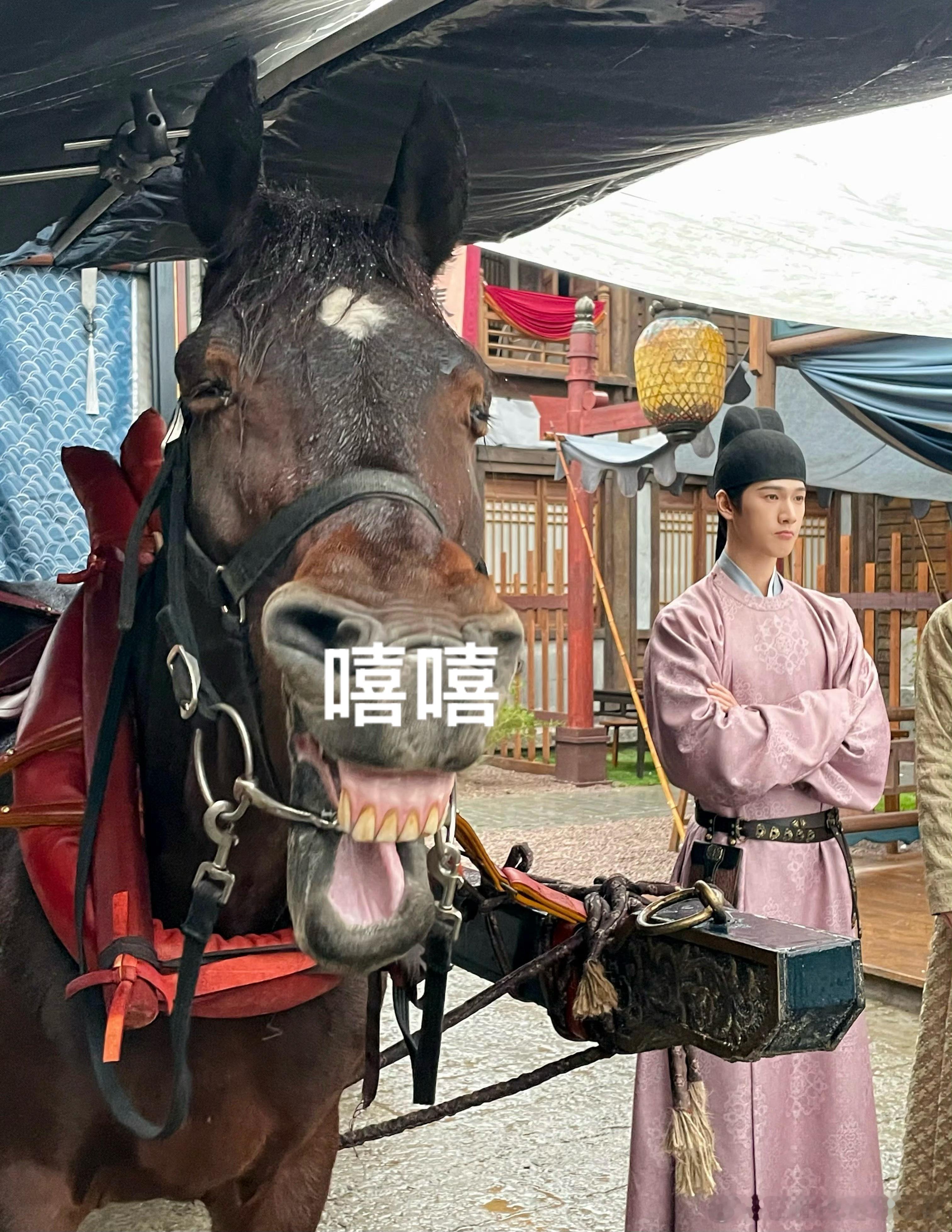 好会装的一匹马​​​
