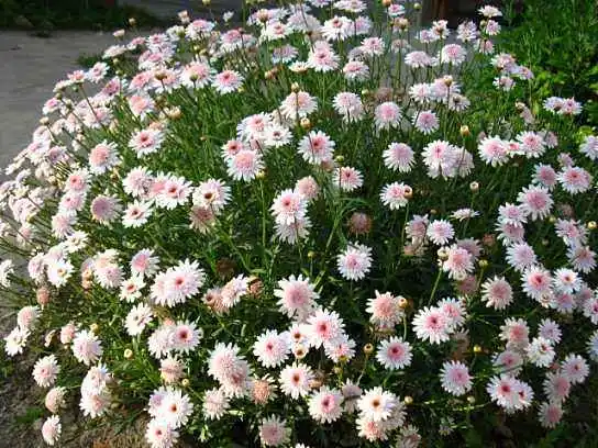 花量惊人的几种植物, 养几盆家里成花海!