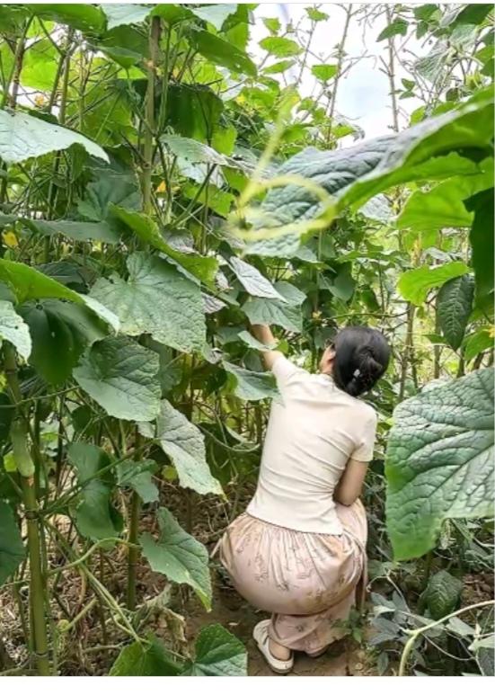 菜园一角今年蔬菜品种多；茄子辣椒和豆角；最多还是绿黄瓜；摘下拌个凉菜吃；