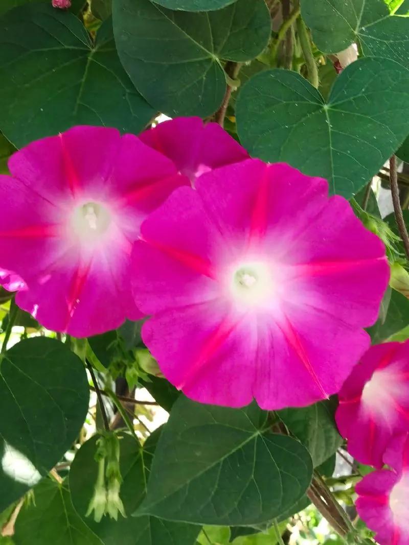 从沉默清洁工到开心废品王：张大爷的第二职业让他重获笑容