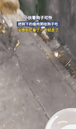 伤害性很大、侮辱性更强！小伙看流浪狗可怜，把自己的粥送给狗喝。结果狗上去闻了闻，