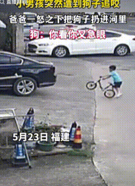福建，小男孩槽到狗追咬，放下自行车逃命，父亲听到声音后，父亲的做法万万没想到，直