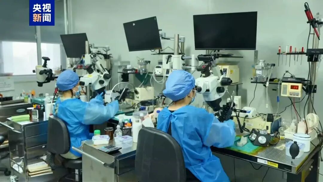 人脑为何比AI更灵活? 我国科学家破解底层奥秘