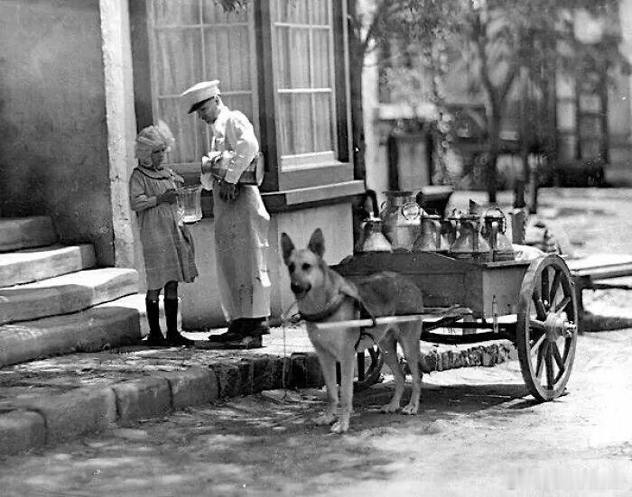 送牛奶的车由狗狗牵引，时间约1910年