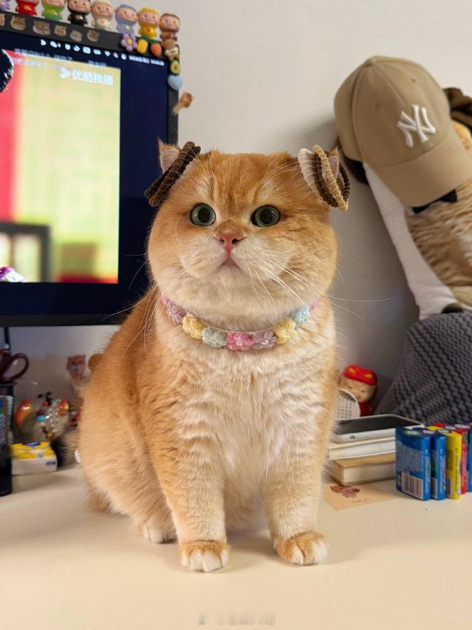 小猫套圈1元一次​​​