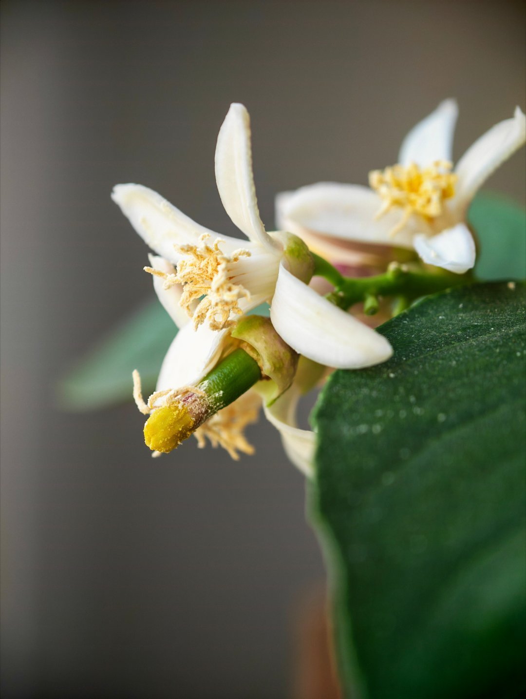 香水柠檬真的有收成了。第一颗看起来已经结果子了。长得还挺快。