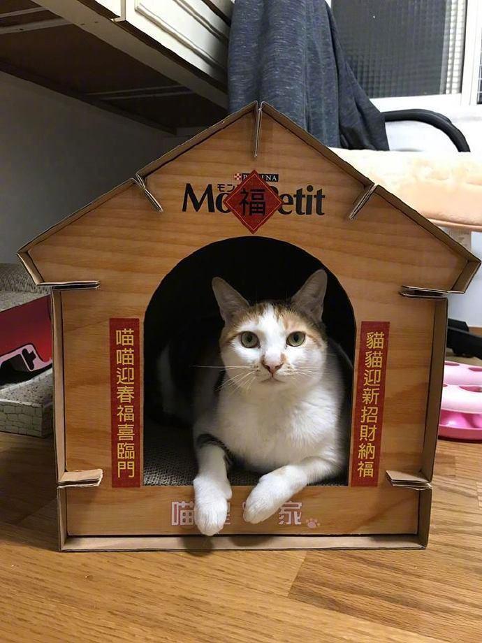 辛辛苦苦做的猫窝，以为主子会喜欢，回家一看，太惨了