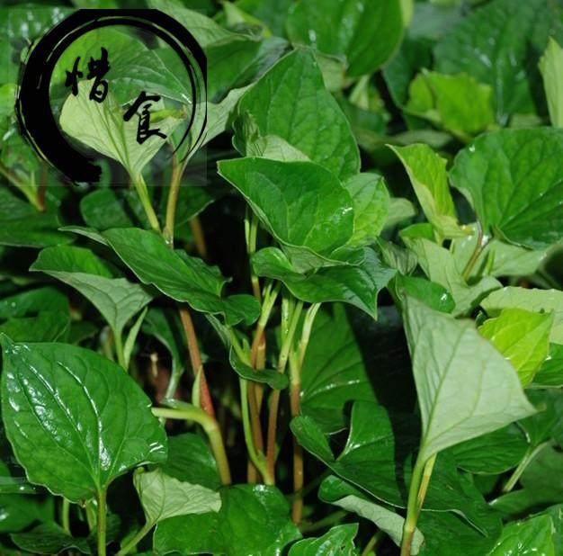 超级细菌横行, 抗生素难以招架, 有1种蔬菜也可以直接杀死细菌