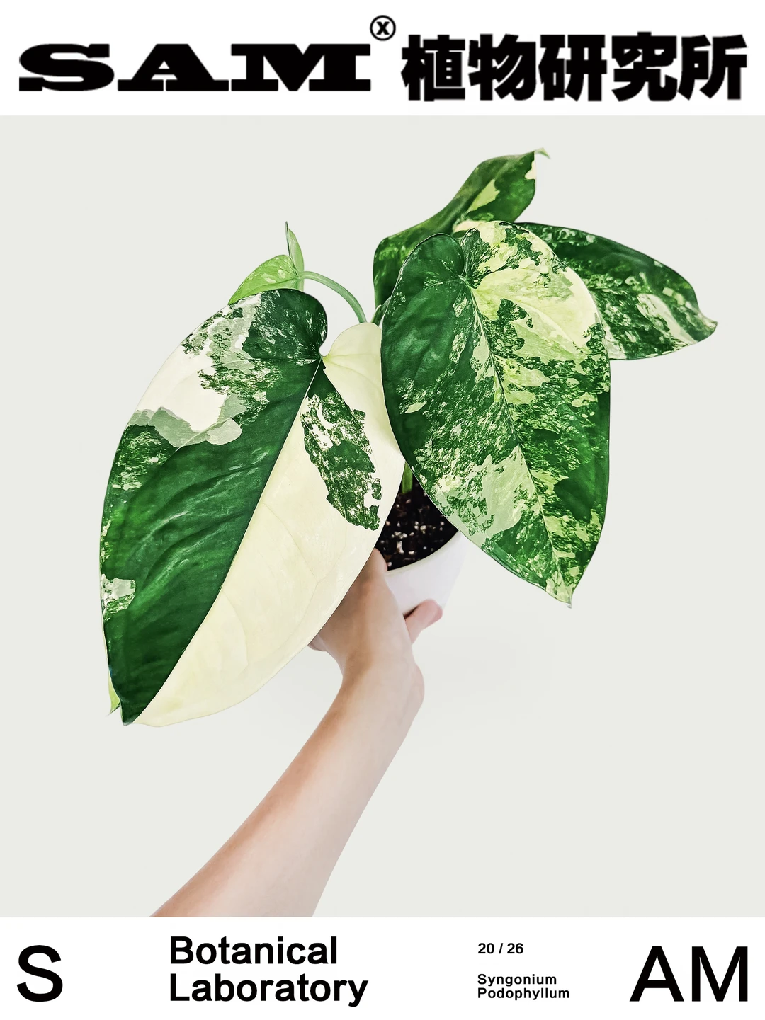 香槟合果芋锦｜Syngonium Chiapense ‘Varieg