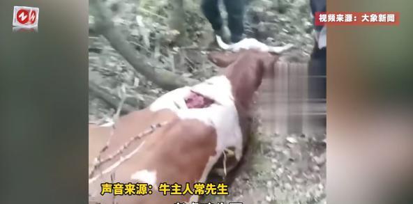 [点赞]悲剧还是发生了！9月24日，吉林延边，一野生老虎突然出现在山林中，将村