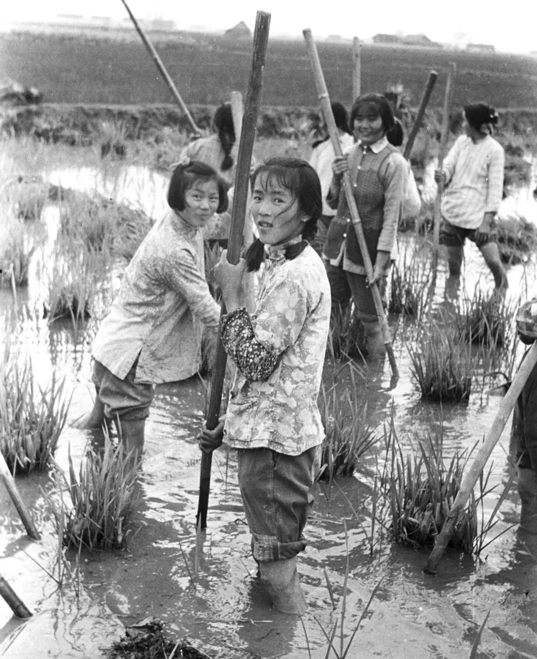 珍藏的老照片分享我下乡的时候是在黄河以北地区，这张照片上的女知青在水田里干什么呢