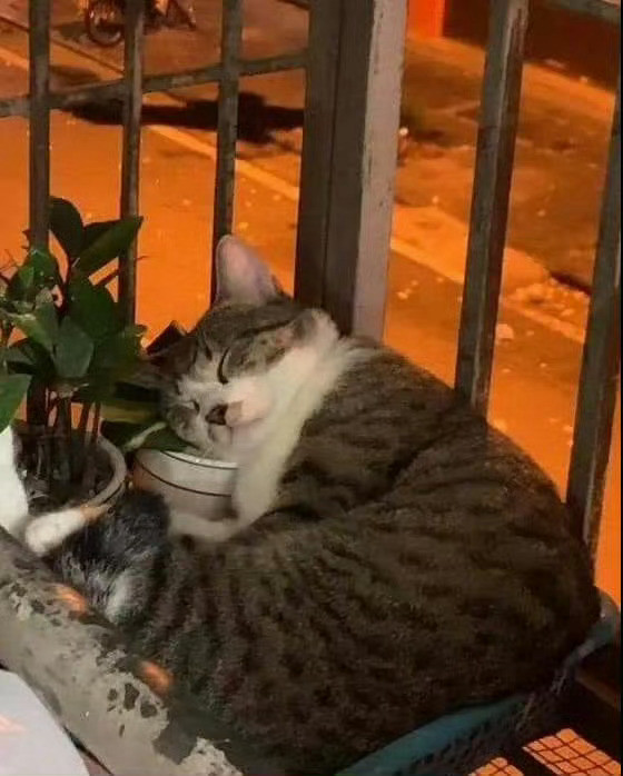 猫咪长大了[抱抱]​​​
