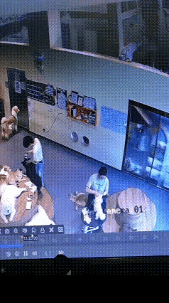 狗跟人一样都喜欢看热闹，喜欢围观[捂脸哭][捂脸哭][捂脸哭][捂脸哭]