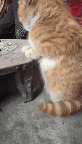 这只猫好认真烤火，感觉还在顺便听别人讲话，也是很八卦了[笑着哭]