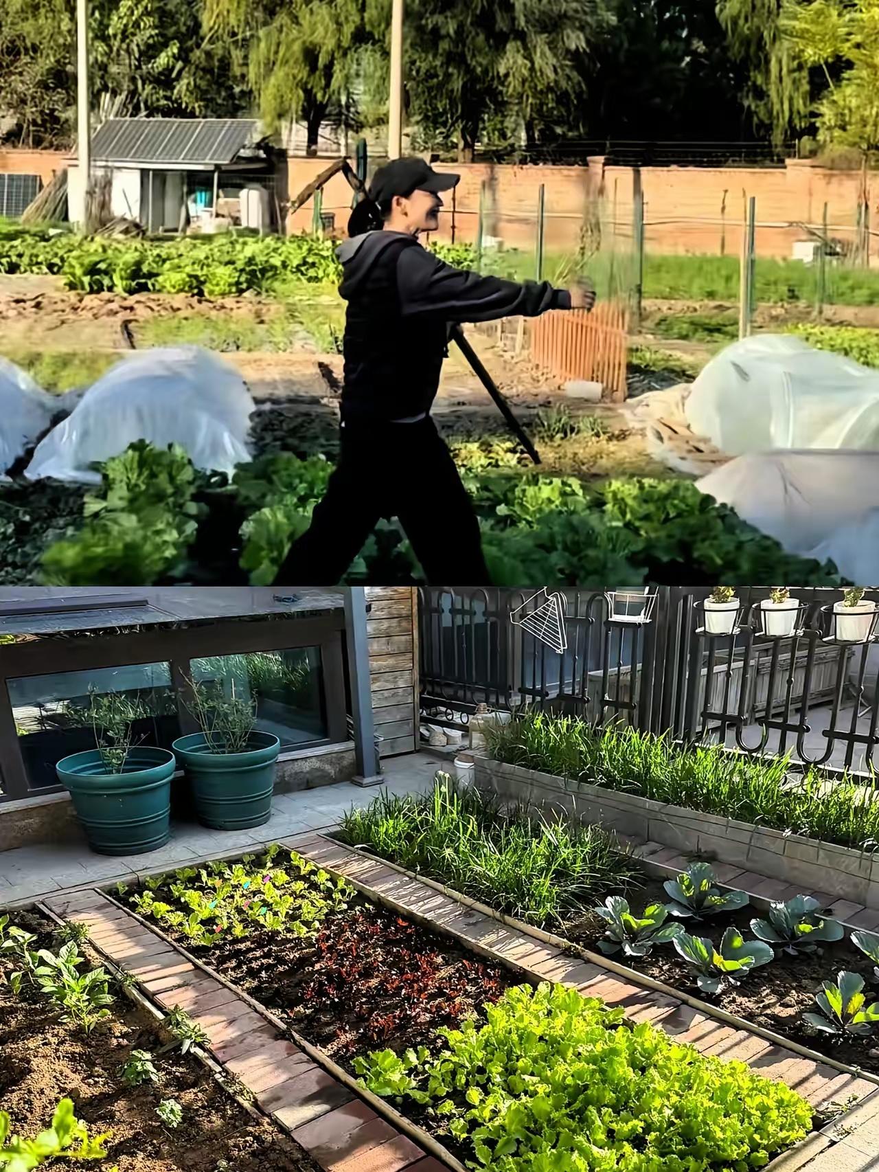 在梅婷价值近亿的别墅里，最珍贵的并非奢华装修，而是公婆亲手照料的400平菜园。这