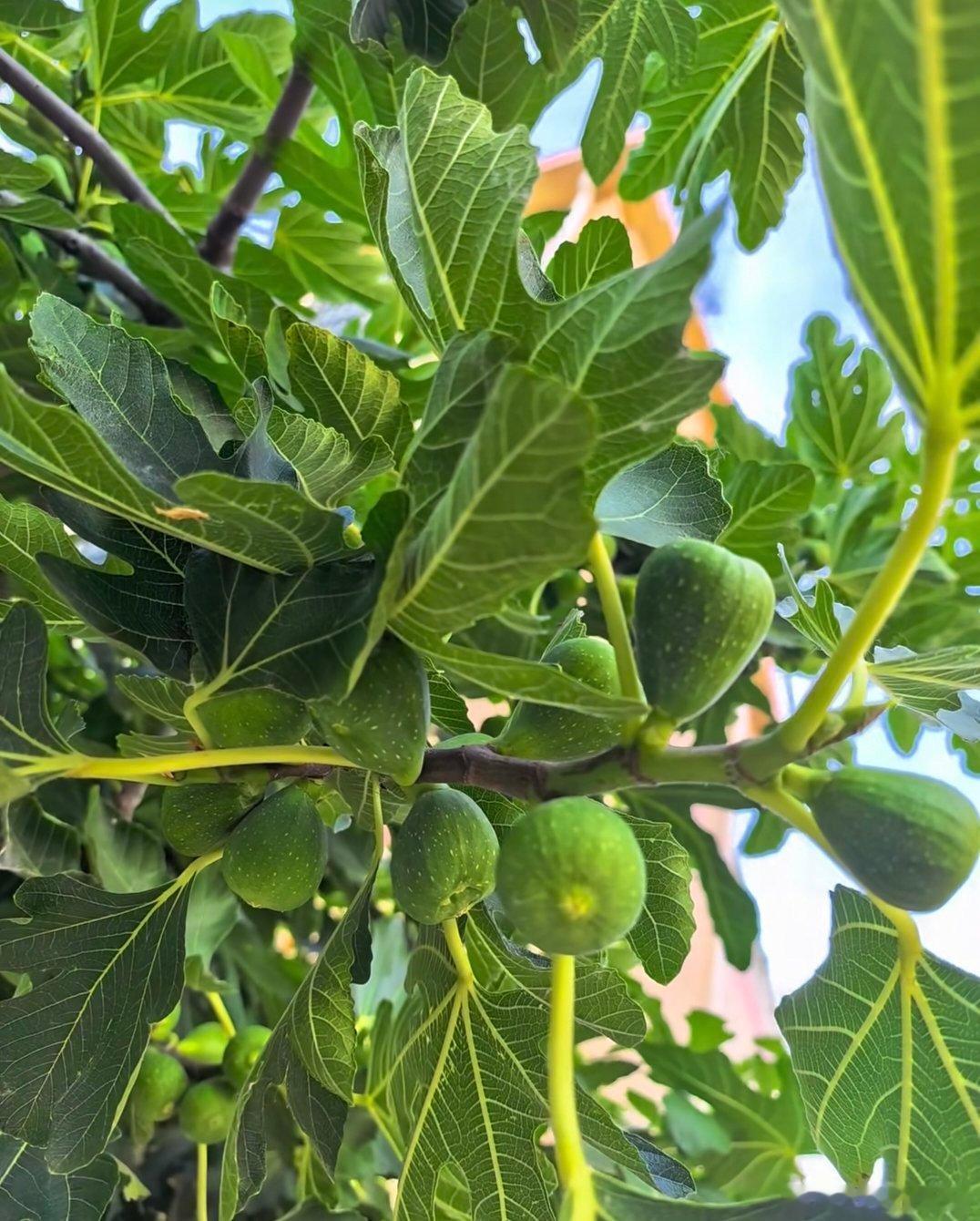 ～365植物心语～🌿✨📅0️⃣9️⃣月0️⃣8️⃣日今日植物：无花果（映