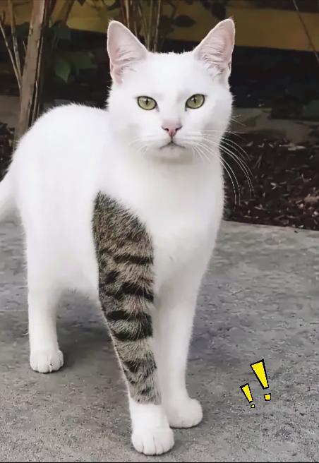 见过不少各式各样的小猫咪，却从没见过长相这么有特点的小家伙，一身雪白的毛发，偏偏