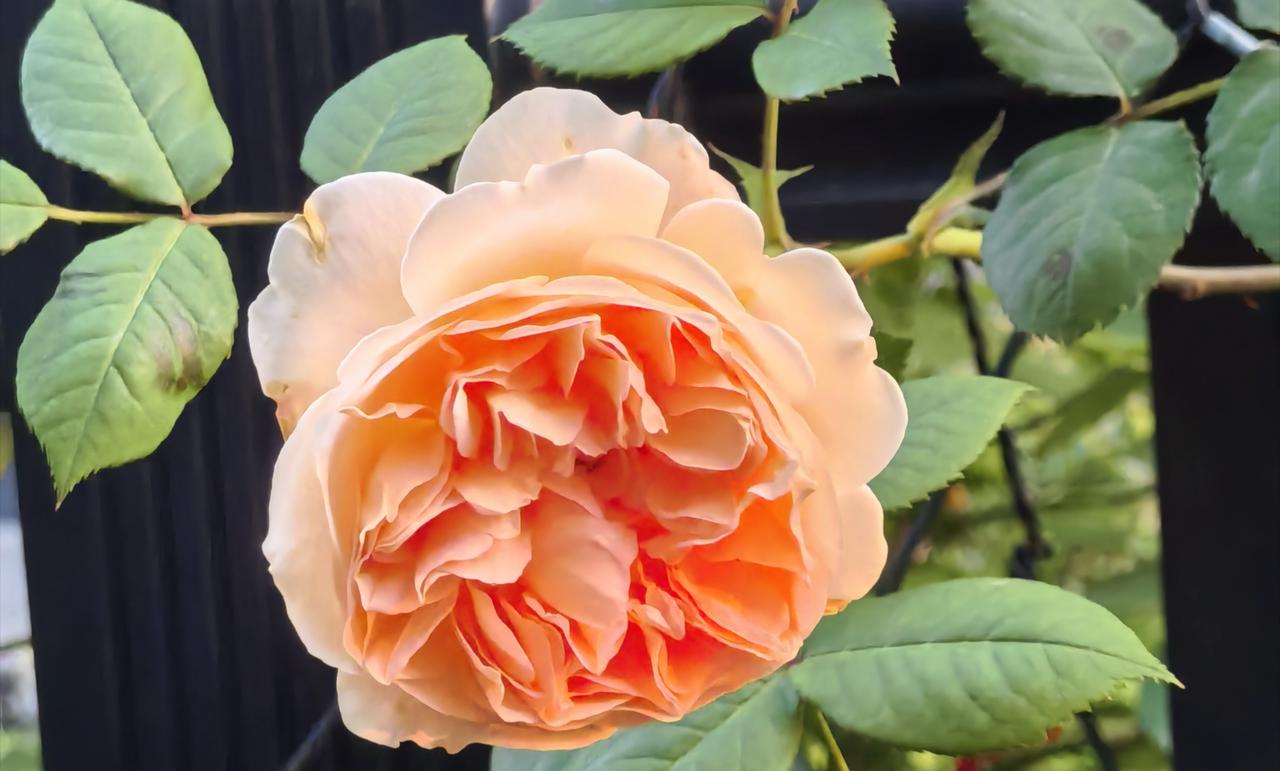 有个女人生了两个儿子，很发愁，因为她家是普通家庭，以后准备两套房、娶两个儿媳妇会