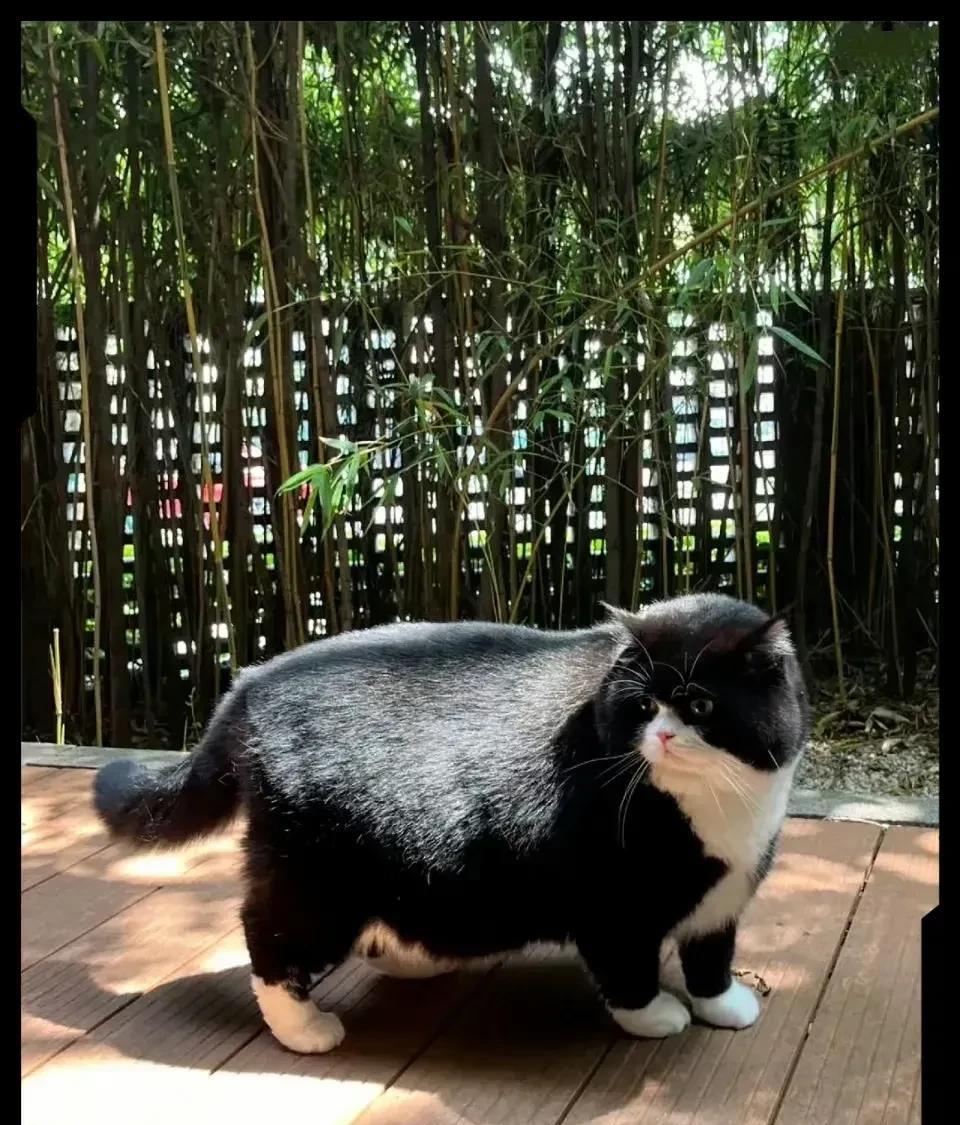 史上最胖的猫之一，不接受反驳。[捂脸哭][捂脸哭][捂脸哭]
