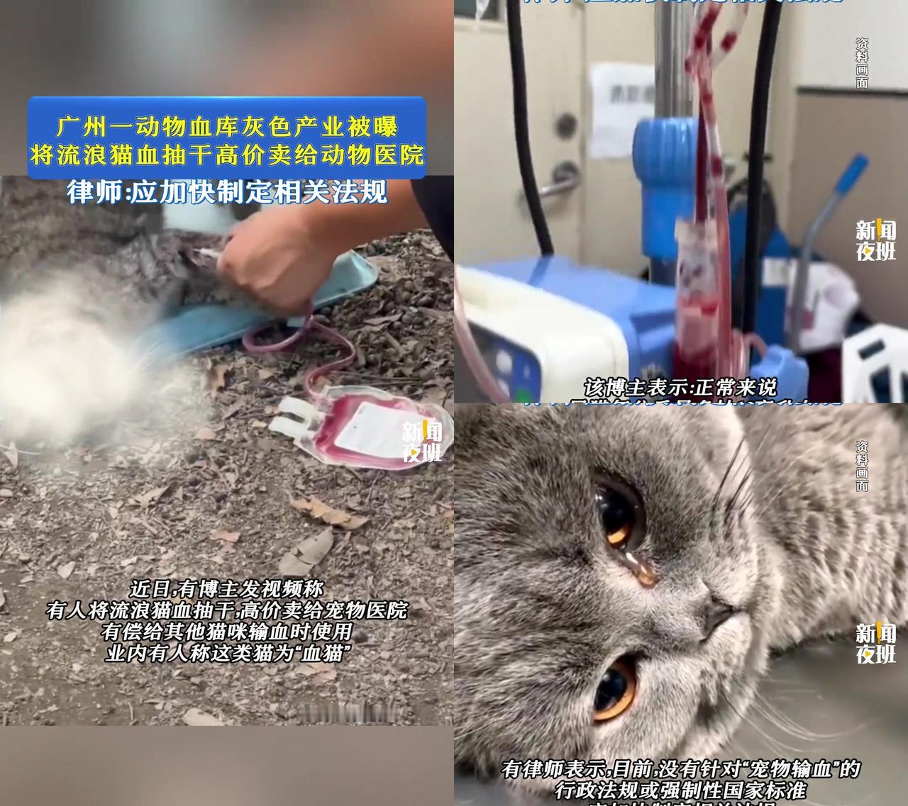 你听说过“血猫”吗?这可不是宠物猫,是被人抓来抽干血的流浪猫!广州刚曝出