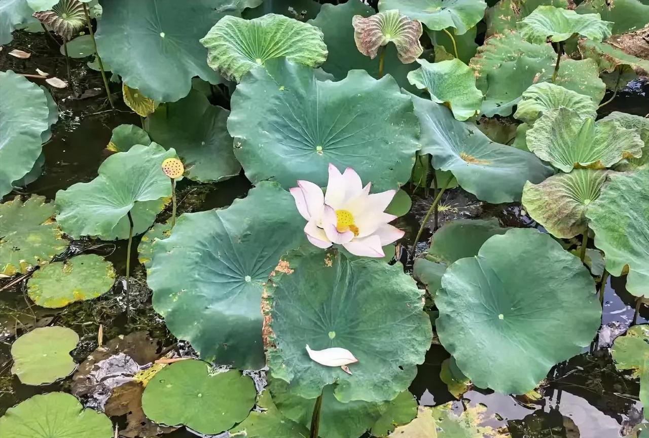 北斗七星与