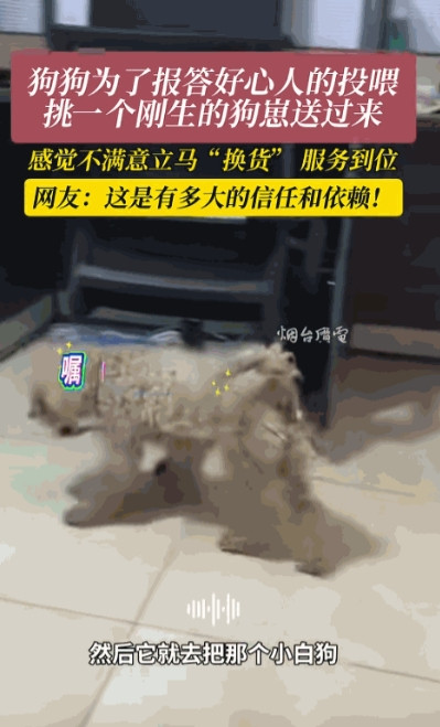 万物皆有灵性！江苏，一女子经常投喂一只流浪狗，狗狗为了报答好心人的投喂，隔天叼来