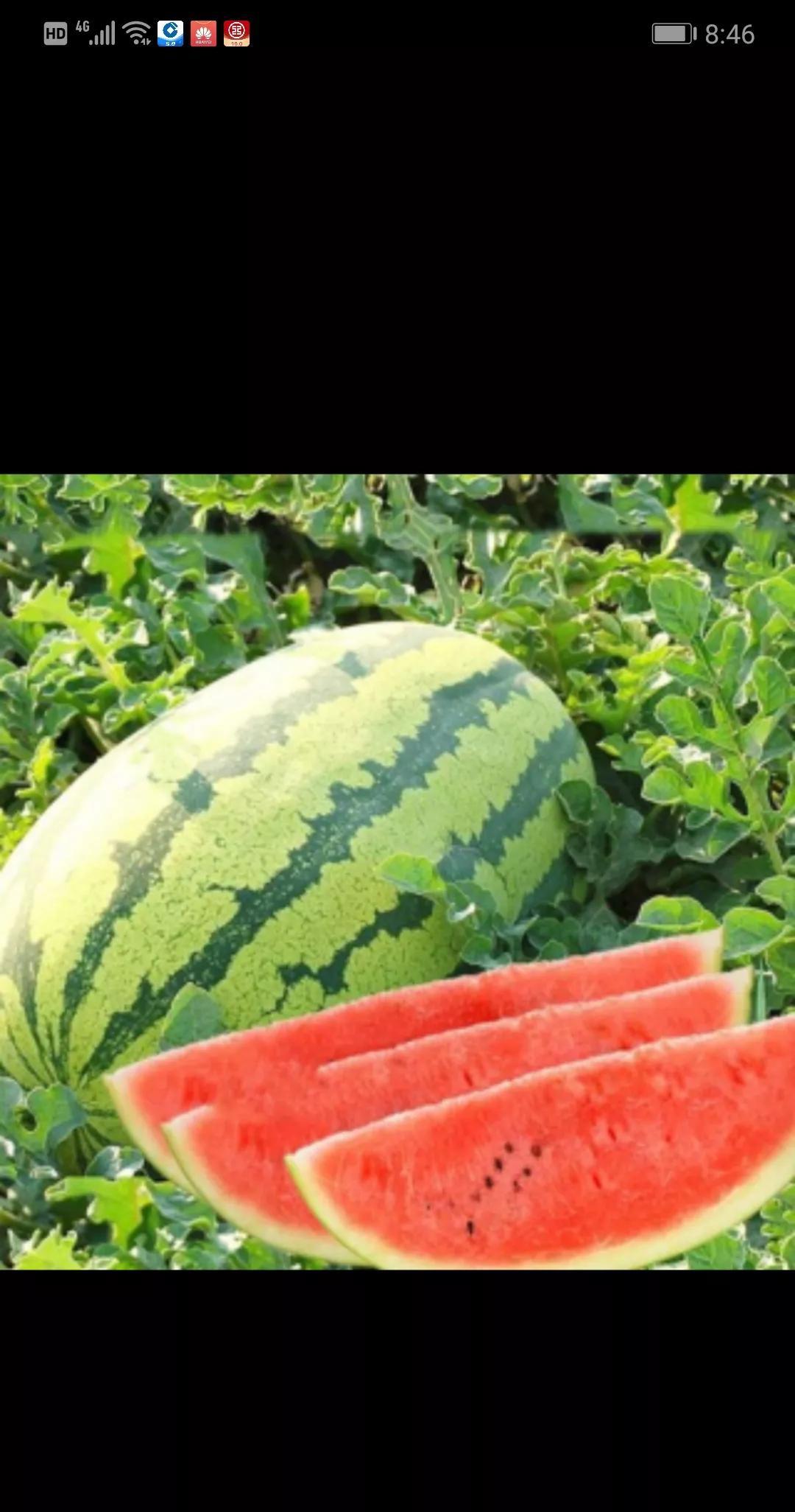 硒砂瓜前几天，电视上介绍宁夏硒砂瓜，让我心痒难耐。我们当地也种西瓜，但口感一
