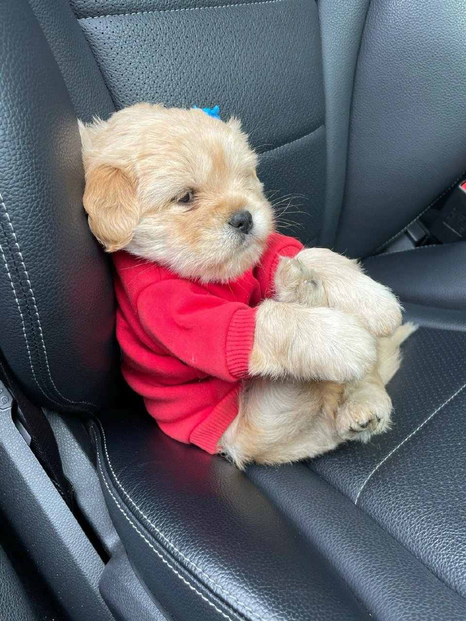 坐车怕把坐垫弄脏的小狗