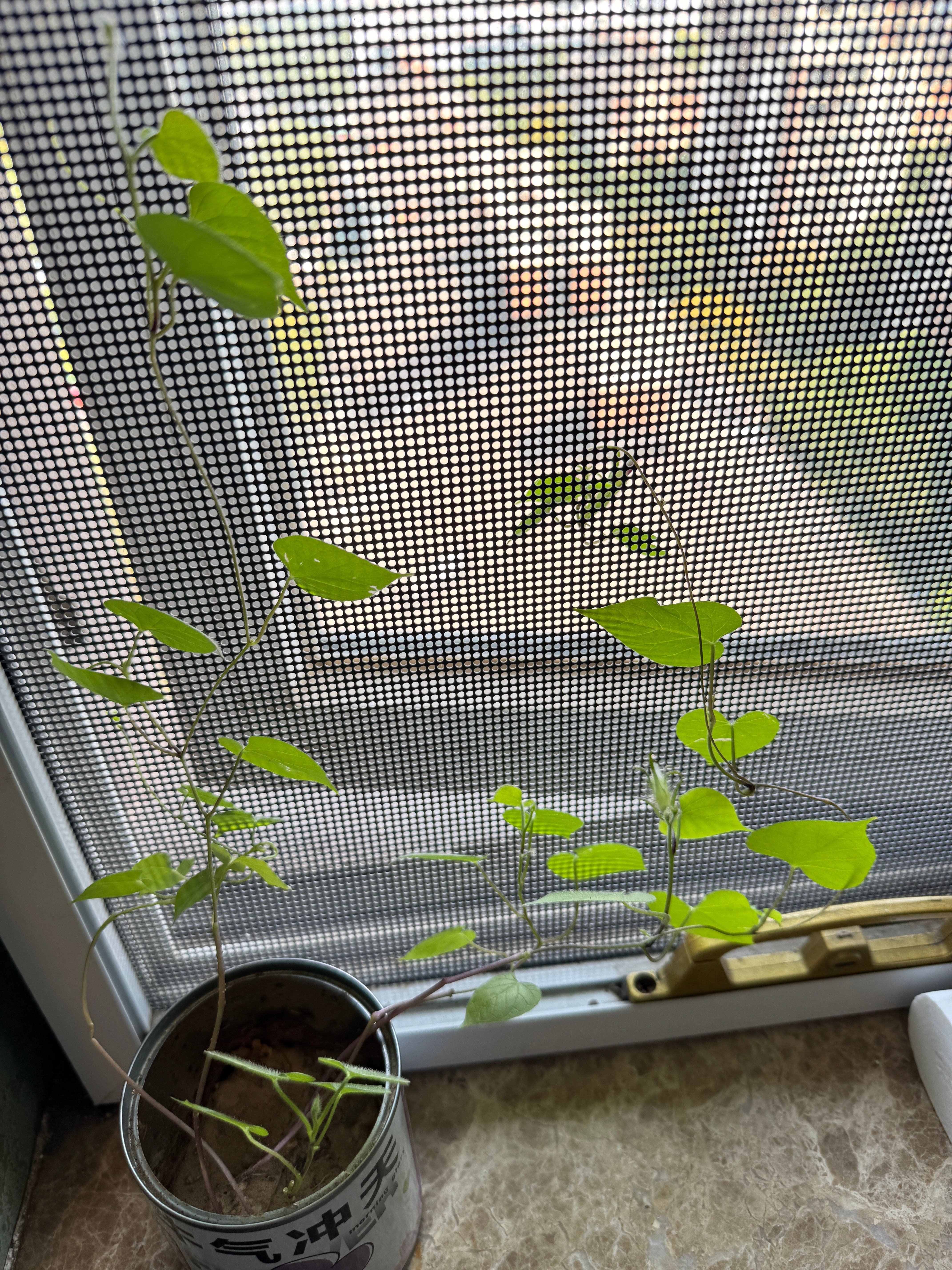 泉州亚朵送的种子，回来一直养着，真的种出了牵牛花！有花苞了！​​​