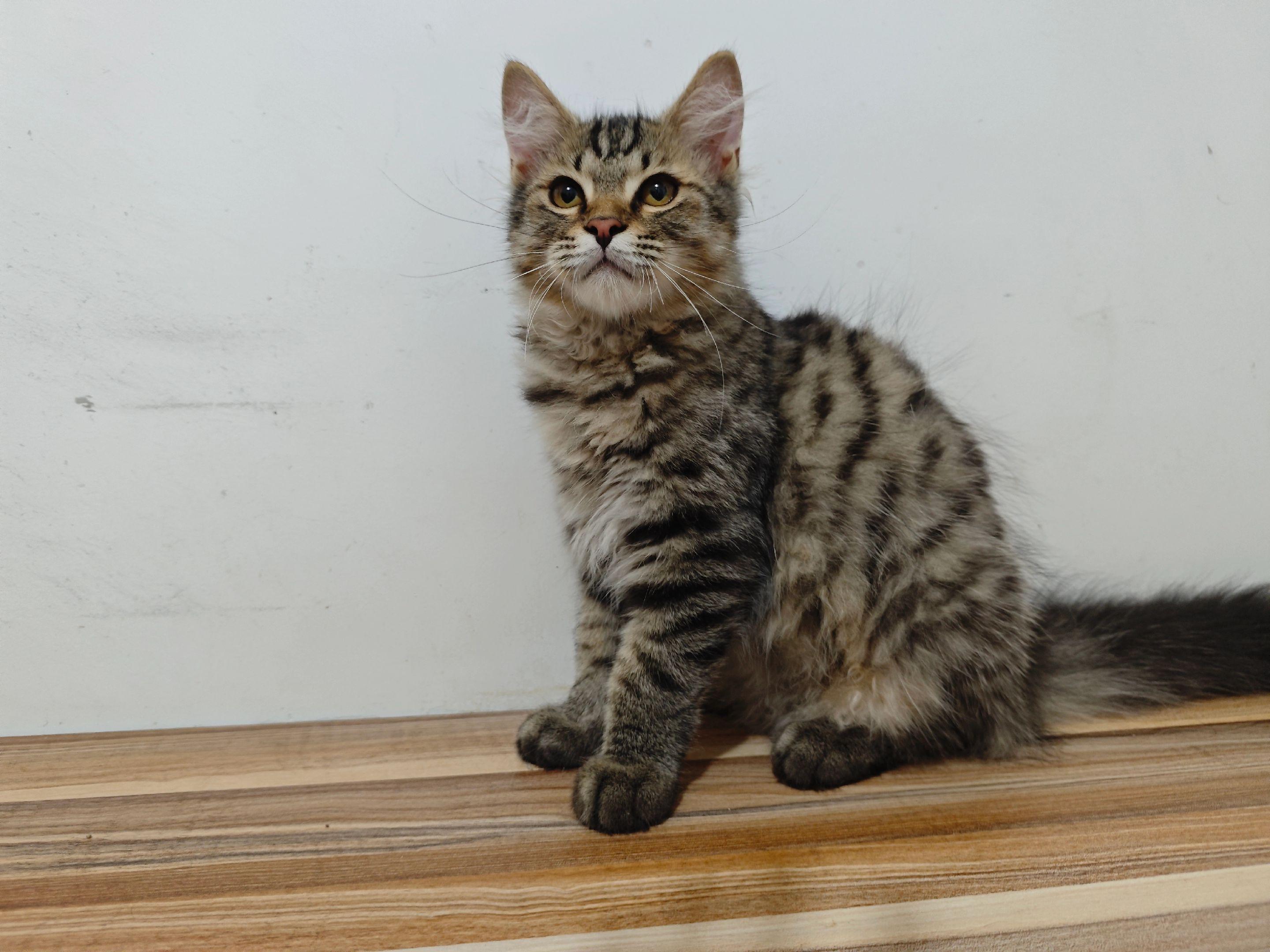同城领养小猫一只.