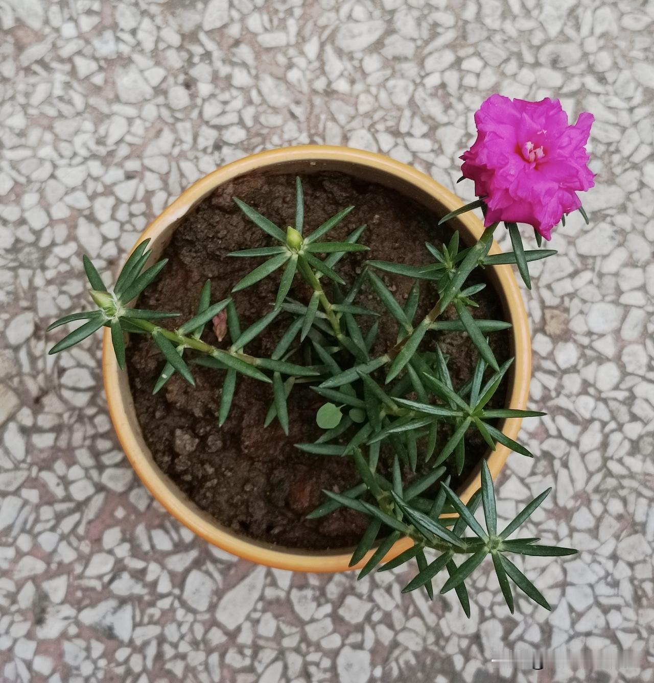 太阳花🌞越晒越开花的顽强小花