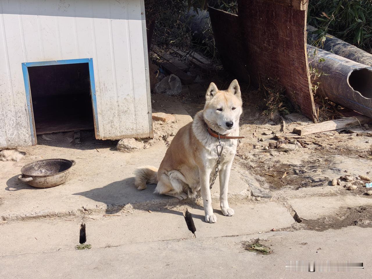看到一头像狼的狗狗，赶紧跟上去，原来是我们村上一户人家养的。到了那里才知道，