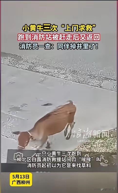 “太有灵性啦！”5月13日，广西柳州，一头小黄牛跑到消防站，对着门口哞哞的叫，消