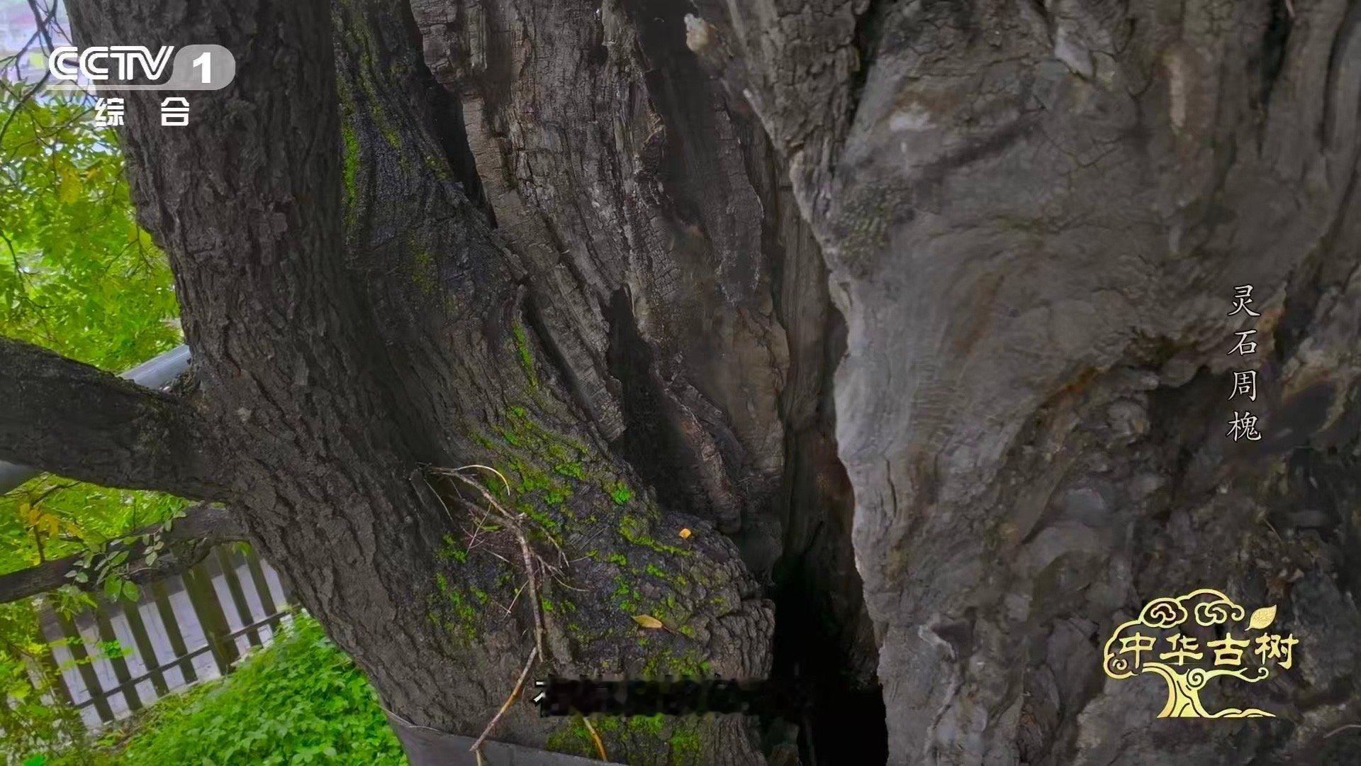 古树洞庇护了抗日战士被日寇焚烧的古树如今守着102名烈士山西那棵被日军焚烧的古