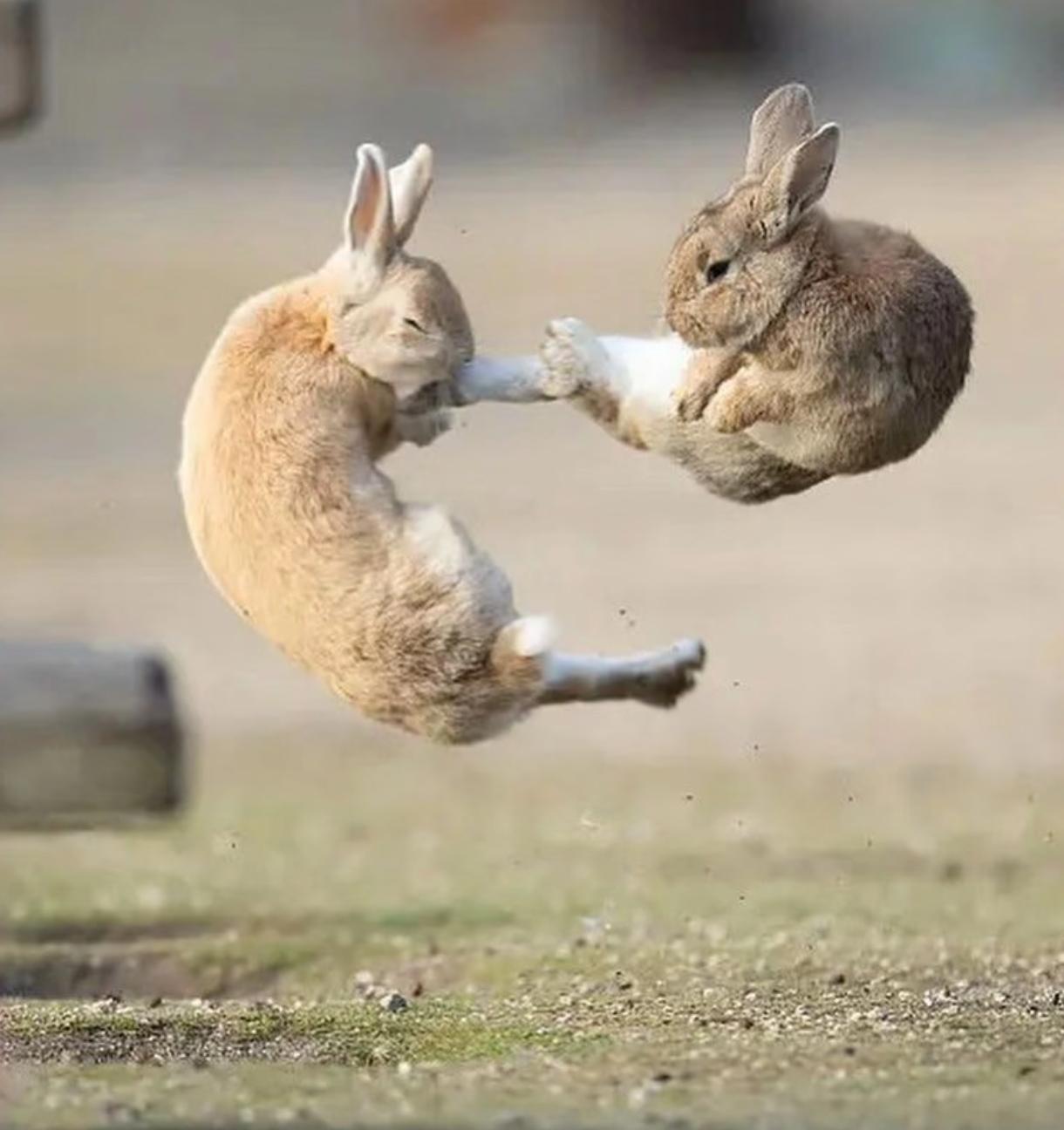 兔子温顺得没一点攻击力，却在地球活了6200万年。不靠打架，全凭“能生”的本事，