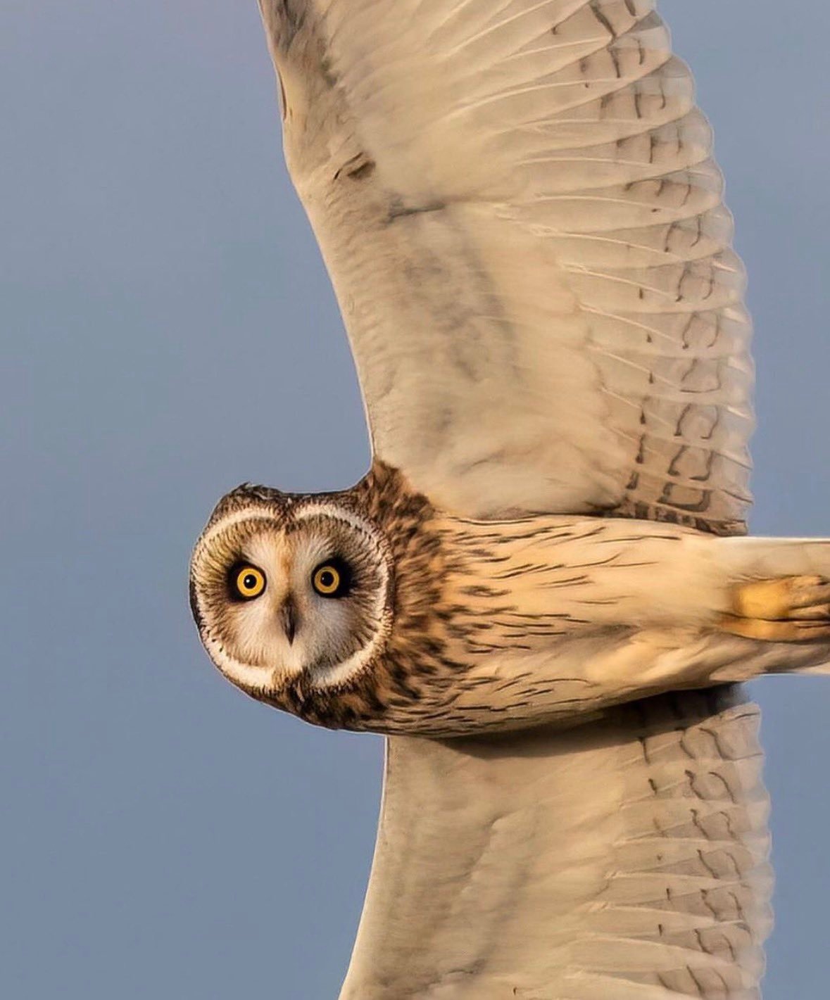 这张摄影绝了！摄影师与行踪隐秘的短耳鸮四目相对，捕捉到它优雅的飞行瞬间