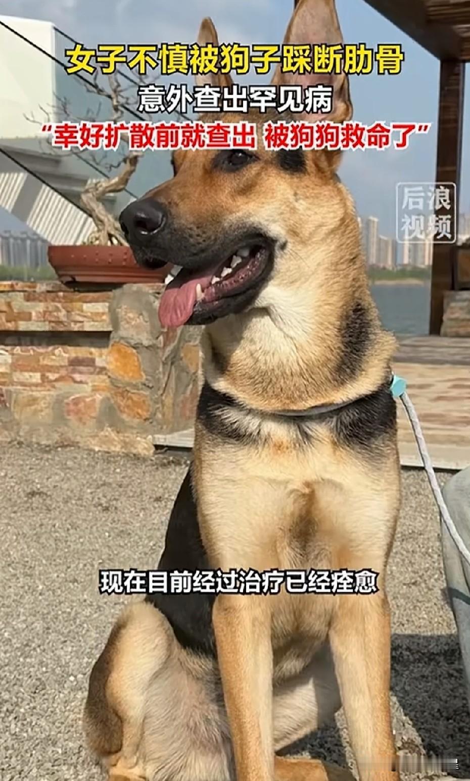 不能因为爱狗就把功劳归功于狗狗，假如是被狗踩坏内脏你会怎么想？被80斤德牧踩