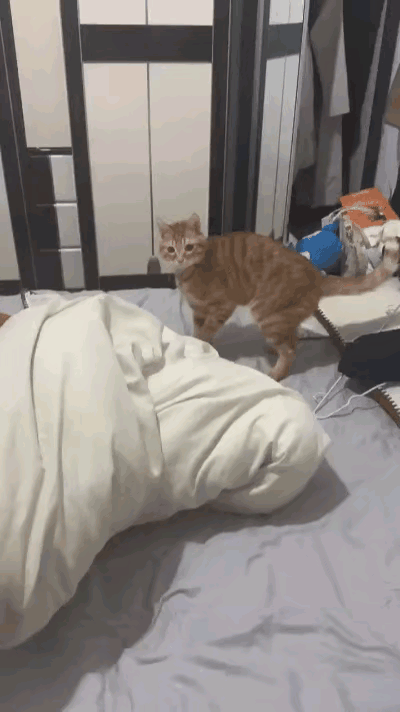 我家这橘猫今天快把我笑疯了！我就随便逗逗它，这家伙直接给我来了个猫腰走位，弓着