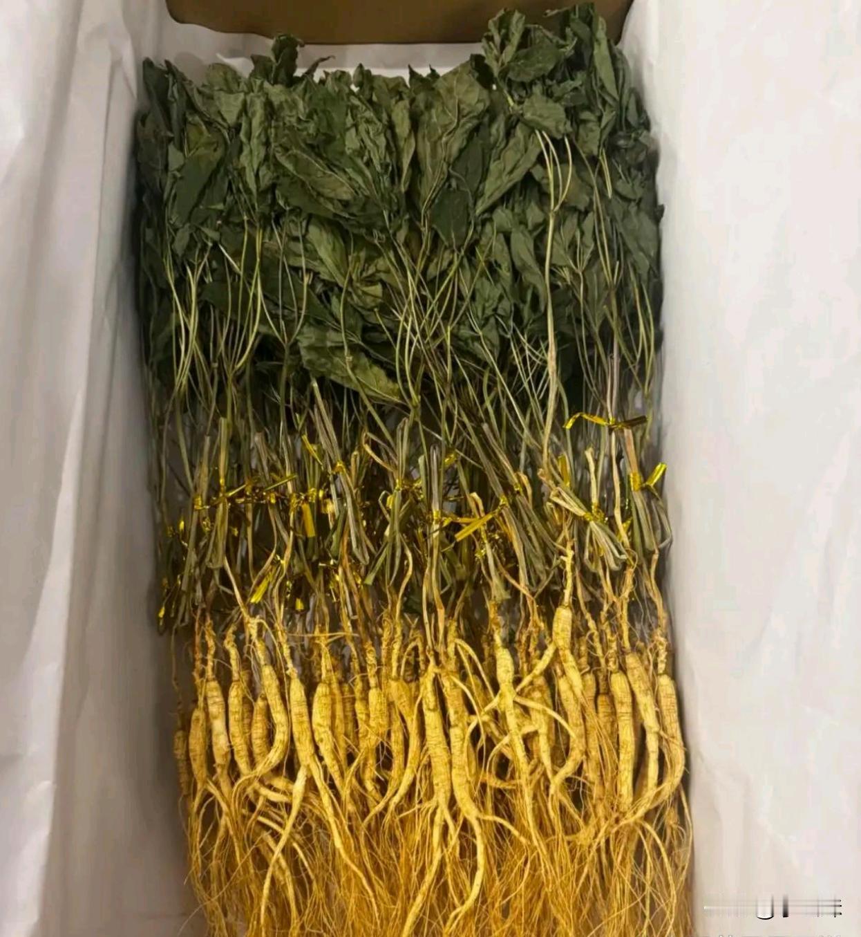 老家亲戚送的萝卜怎么这么小，是不是营养不良？