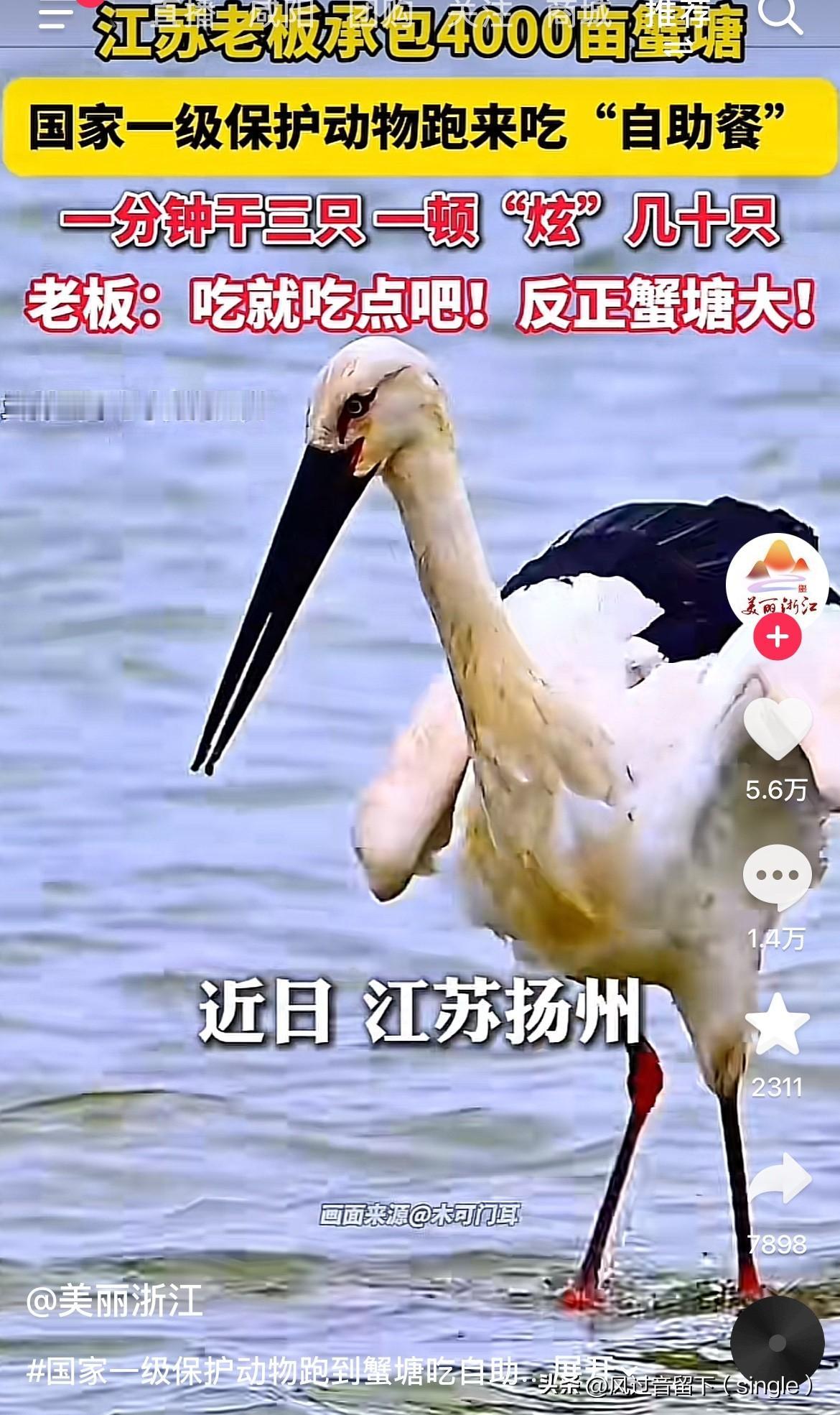 国家一级保护动物的免费自助餐厅谁敢碰？近日，江苏扬州一老板承包了4000亩蟹塘