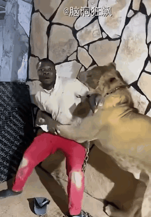 虽然是训兽，但也偶尔露真容。驯兽师运气不好，就可能成了驯兽的美食。