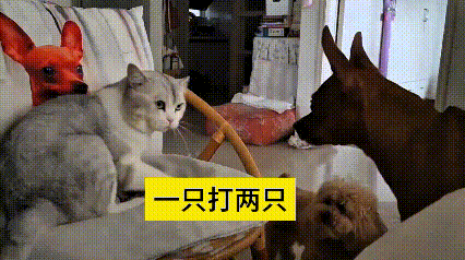 乖乖嘞！你瞅瞅这猫往椅子上一趴，动都懒得动弹俩狗子搁跟前咋咋呼呼，压根不敢上前