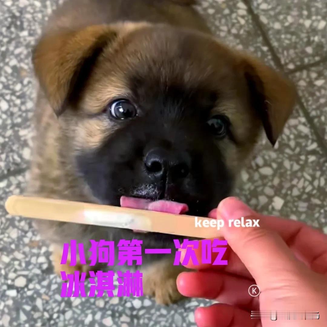 今天的天气有点热，到楼下的超市拿了个快递，顺便买了一支冰淇淋。刚到家小狗就盯着我