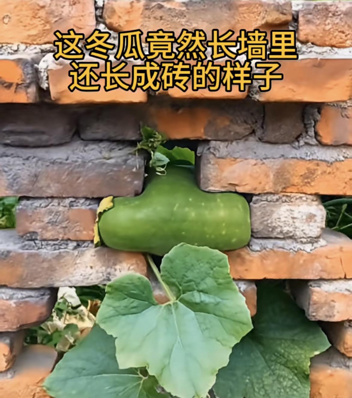 我的今日状态：😁轻松愉快我这里的天气：☀️晴天这冬瓜竟然长墙里，还长成砖