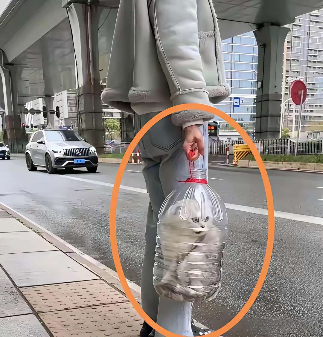 这猫咪是怎么塞进去的啊？