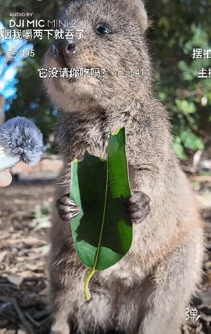一片叶子都吃那么香吗？只顾吃了，话也不说了!