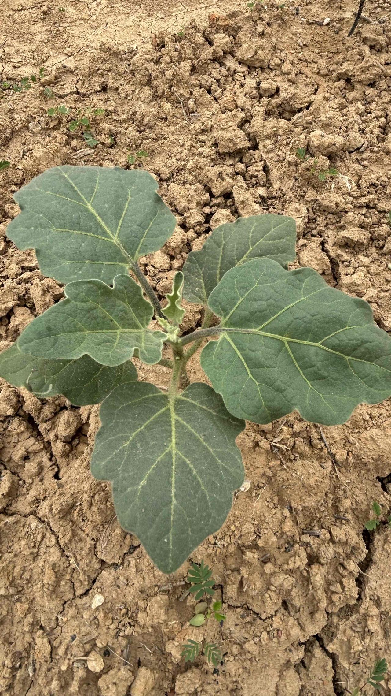 我在网上买了12棵茄子苗，由于刚开始学种菜，没什么经验。苗子到手后，我发现有三棵