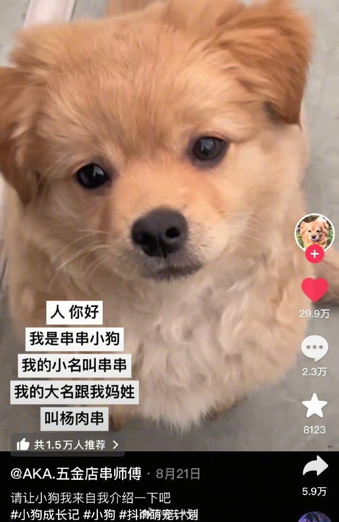 宠物名字背后的含义​​​